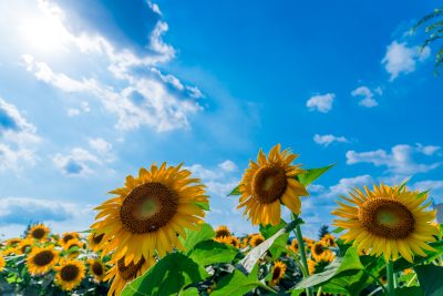 暑さ・汗・日焼け・寒暖差。<br>MRが実践する真夏の4つの対策!