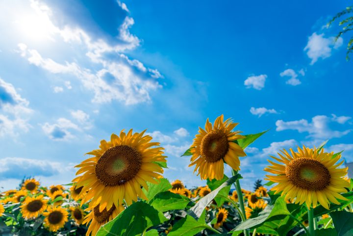 暑さ・汗・日焼け・寒暖差。<br>MRが実践する真夏の４つの対策！